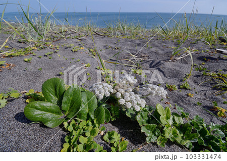 海岸のハマボウフウ(北海道・小清水町) 海岸のハマボウフウ(北海道・小清水町) 103331474