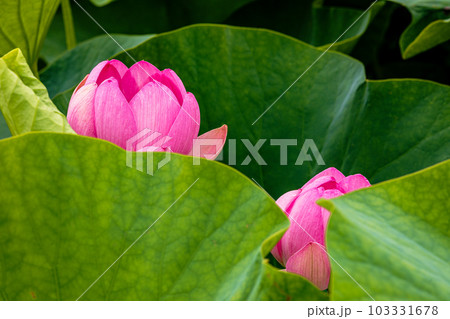 清らかに大輪を咲かせ、神聖な心になる色をにじませ、朝にひらき昼にとじる 103331678