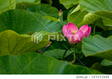 清らかに大輪を咲かせ、神聖な心になる色をにじませ、朝にひらき昼にとじる 103331688