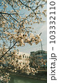 ノスタルジーな桜と空 ノスタルジーな桜と空 103332110