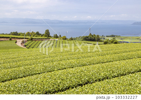 大村湾を望む東彼杵の茶畑 103332227