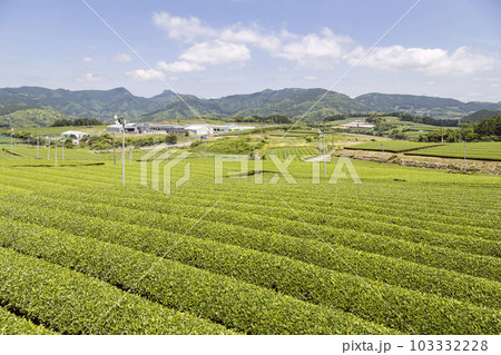 東彼杵の茶畑 103332228