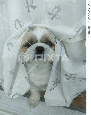 窓で待つ犬 103332312