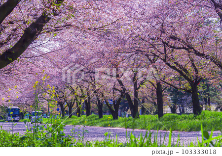 栃木県 佐野市 松原公園周辺の桜 栃木県 佐野市 松原公園周辺の桜 103333018