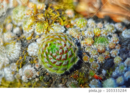 Succulent plants in the botanical garden, close-up 103333284