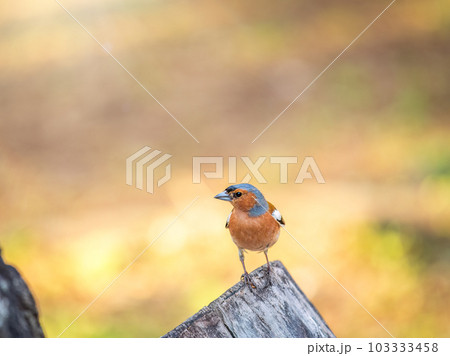 Common chaffinch, Fringilla coelebs, sits on a tree. Common chaffinch in wildlife. 103333458