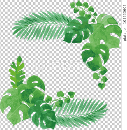 Transparent watercolor illustration of tropical plant leaves 103333605