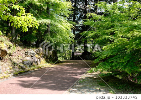 新緑の寂地峡自然遊歩道の景色 新緑の寂地峡自然遊歩道の景色 103333745