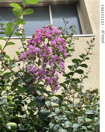 川越 小江戸 観光地 日帰り旅行 人気 川越 小江戸 観光地 日帰り旅行 人気 103333963