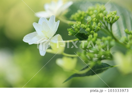 公園の花壇で見つけた白い紫陽花のクローズアップ 103333973