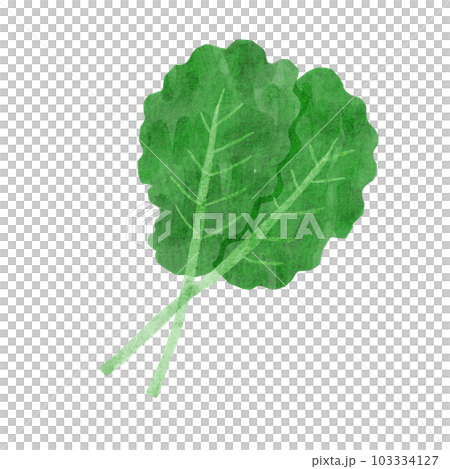 羽衣甘藍 103334127