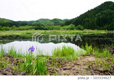 美しい里山風景 カキツバタ群生地 秋田県 美しい里山風景 カキツバタ群生地 秋田県 103334627