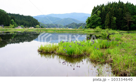 美しい里山風景 満開のカキツバタ群生地 秋田県 美しい里山風景 満開のカキツバタ群生地 秋田県 103334640