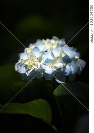 公園に咲く、黒い背景の青い紫陽花の花 103334706