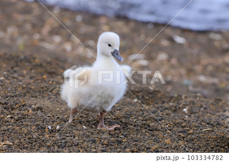 山中湖　コブハクチョウ　雛 103334782