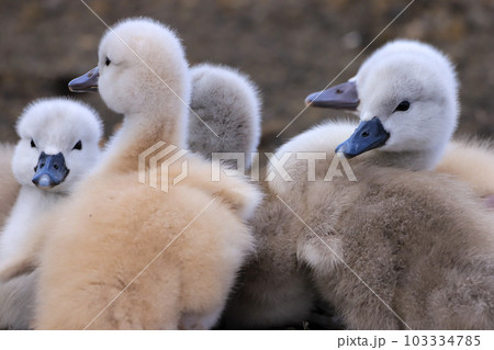 山中湖　コブハクチョウ　雛 103334785