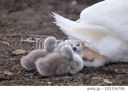 山中湖　コブハクチョウ　雛 103334786