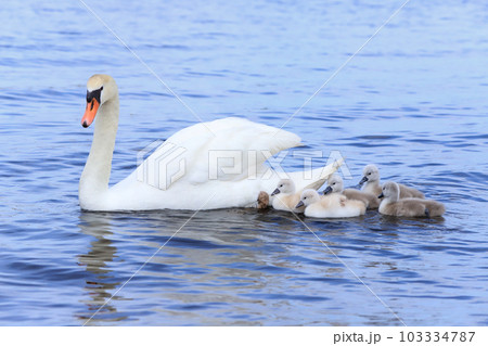 山中湖　コブハクチョウ　親子 103334787