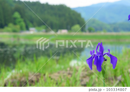 可憐に咲くカキツバタ　秋田県仙北市 103334807
