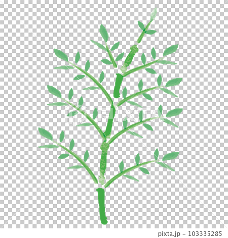 watercolor bamboo 103335285