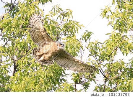 Great-horned Owl baby flying in the forest, Quebec, Canada 103335798