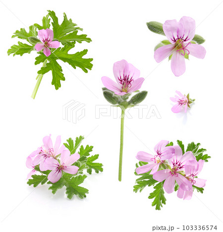 ローズゼラニウムの花、白バック ローズゼラニウムの花、白バック 103336574