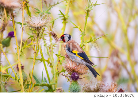 European goldfinch, feeding on the seeds of thistles. Carduelis carduelis. European goldfinch, feeding on the seeds of thistles. Carduelis carduelis. 103336676