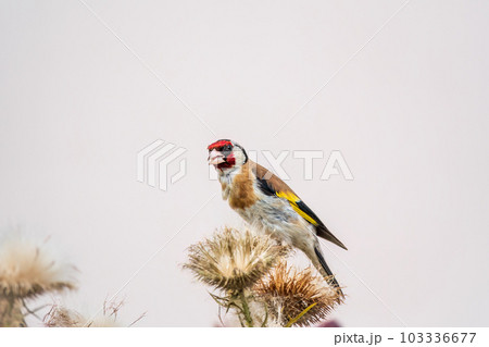 European goldfinch, feeding on the seeds of thistles. Carduelis carduelis. European goldfinch, feeding on the seeds of thistles. Carduelis carduelis. 103336677