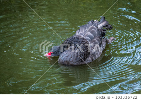 A graceful black swan with a red beak is swimming on a lake with dark green water. Cygnus atratus 103336722