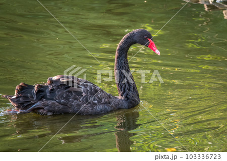 A graceful black swan with a red beak is swimming on a lake with dark green water. Cygnus atratus A graceful black swan with a red beak is swimming on a lake with dark green water. Cygnus atratus 103336723
