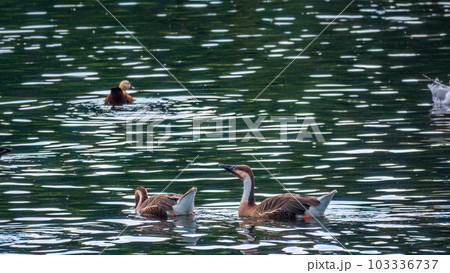 Swan Goose, Anser cygnoides,swiming in lake water Swan Goose, Anser cygnoides,swiming in lake water 103336737