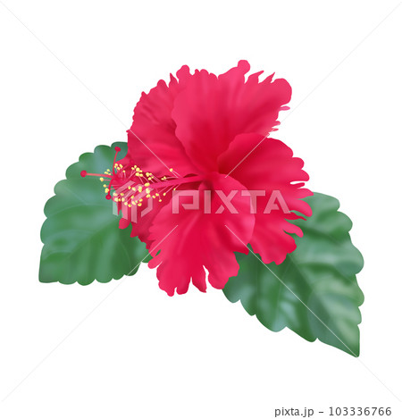 ハイビスカス 103336766