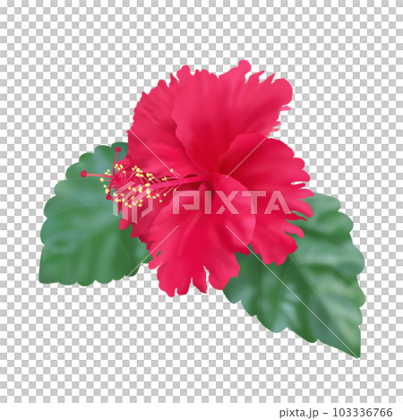 ハイビスカス 103336766
