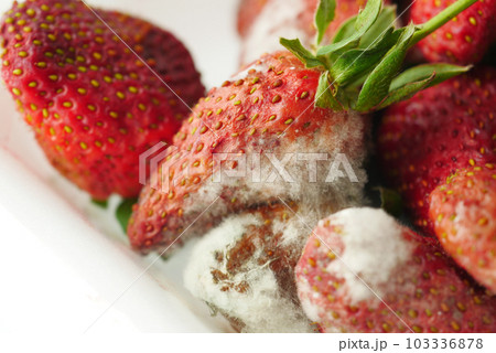 Gray Mold on strawberries on table , Gray Mold on strawberries on table , 103336878