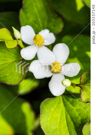 ドクダミの花と葉 103337148