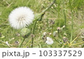 ノゲシの綿毛 103337529