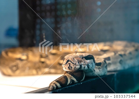 Ball python 103337544
