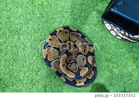 Ball python 103337552