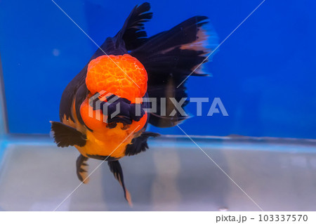 Goldfish in the cabinet 103337570