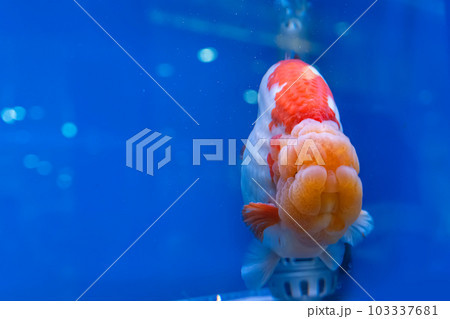 Goldfish in the cabinet Goldfish in the cabinet 103337681