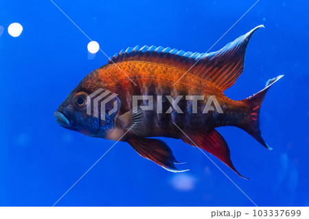 Cichlidae in the cabinet Cichlidae in the cabinet 103337699