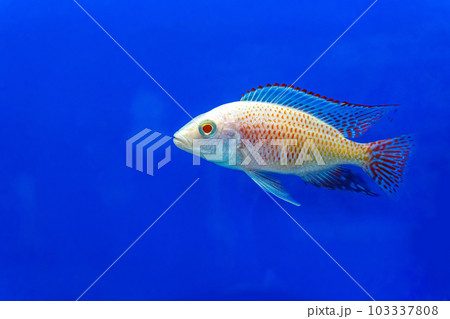 Cichlidae in the cabinet Cichlidae in the cabinet 103337808
