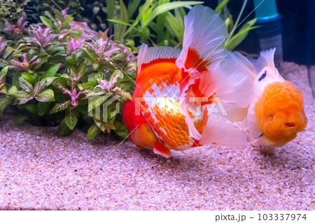 Goldfish in the cabinet Goldfish in the cabinet 103337974