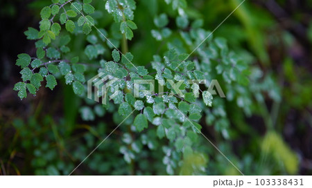 樫原湿原の朝露 103338431