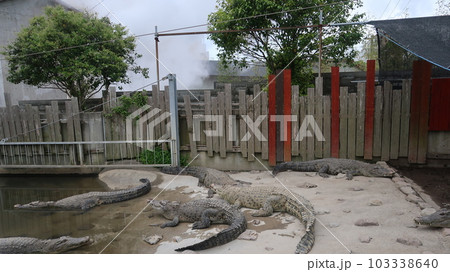 鬼山地獄のワニ 鬼山地獄のワニ 103338640