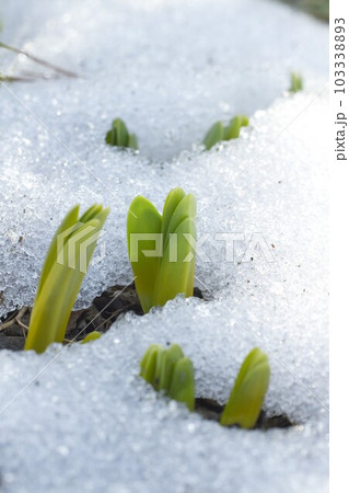 残雪から水仙 茅野市 残雪から水仙 茅野市 103338893