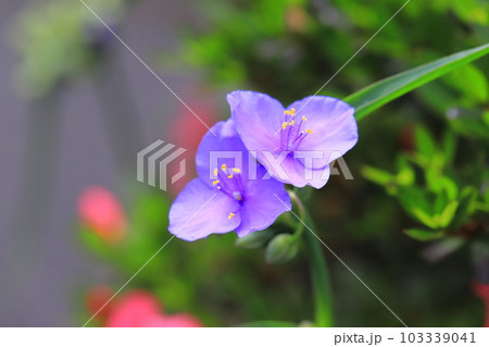 紫露草（ムラサキツユクサ） 103339041