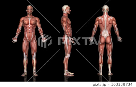 男性の筋肉図方位別一覧・モデル2（黒背景） 103339734
