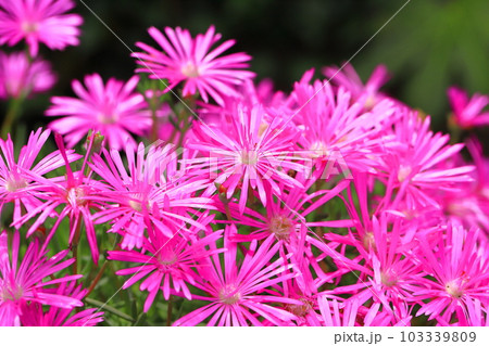 満開の松葉菊（マツバギク） 103339809