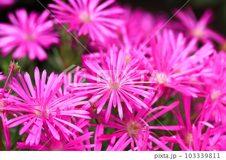 満開の松葉菊(マツバギク) 満開の松葉菊(マツバギク) 103339811